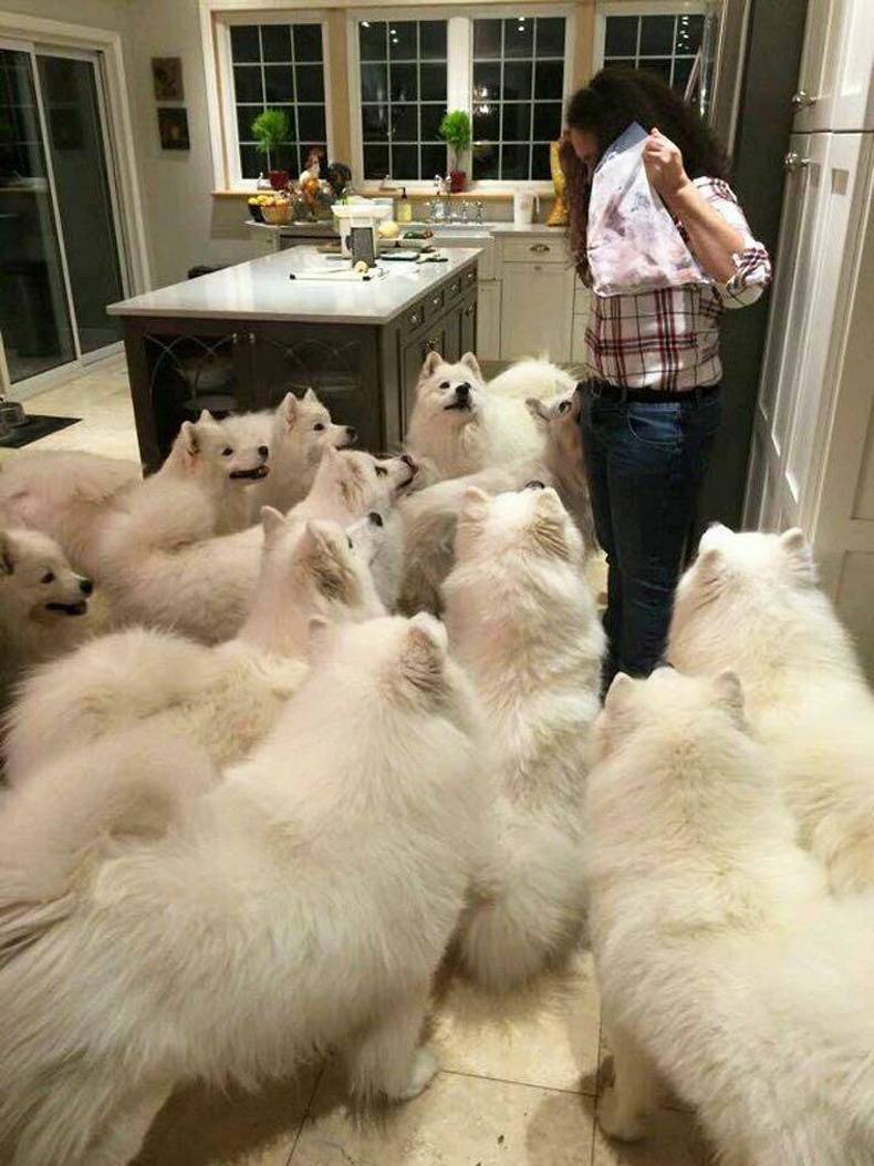 Image result for me in the future with dogs